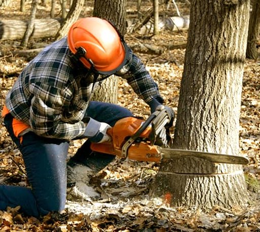 Tree Removal in Rockbridge, OH